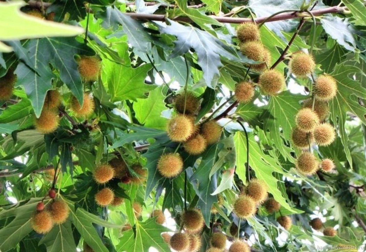 Конский каштан обыкновенный