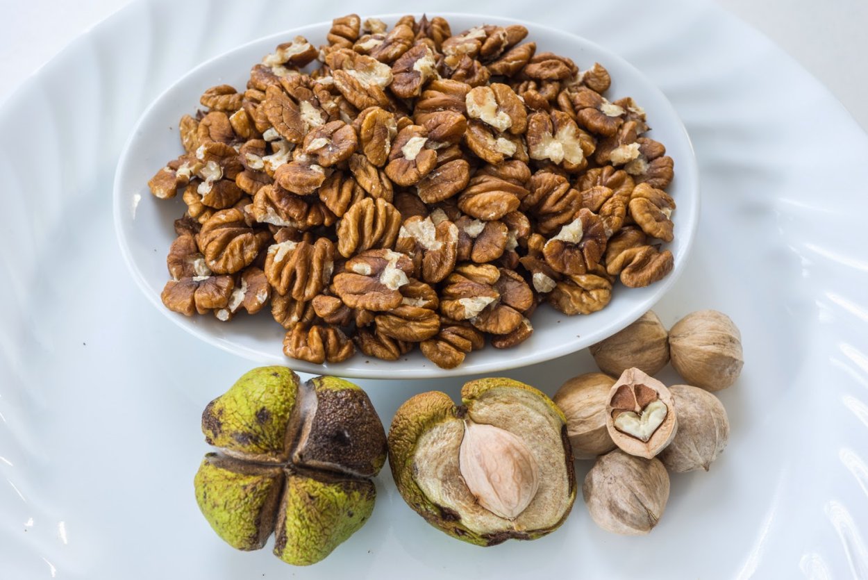 Бук Восточный – Fagus orientalis