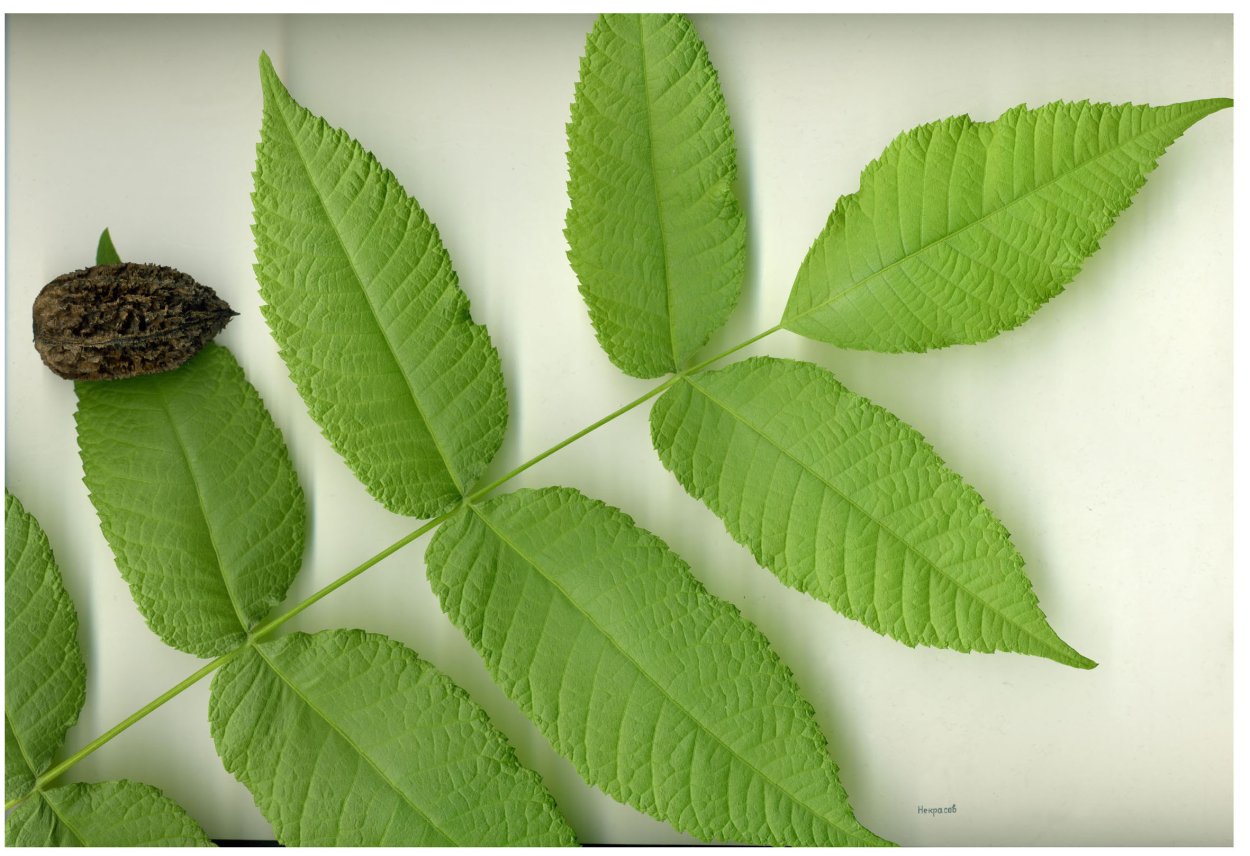 Ясень обыкновенный Fraxinus Excelsior