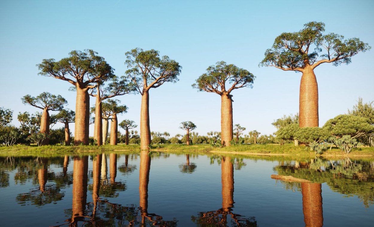 Брахихитон разнолистный дерево