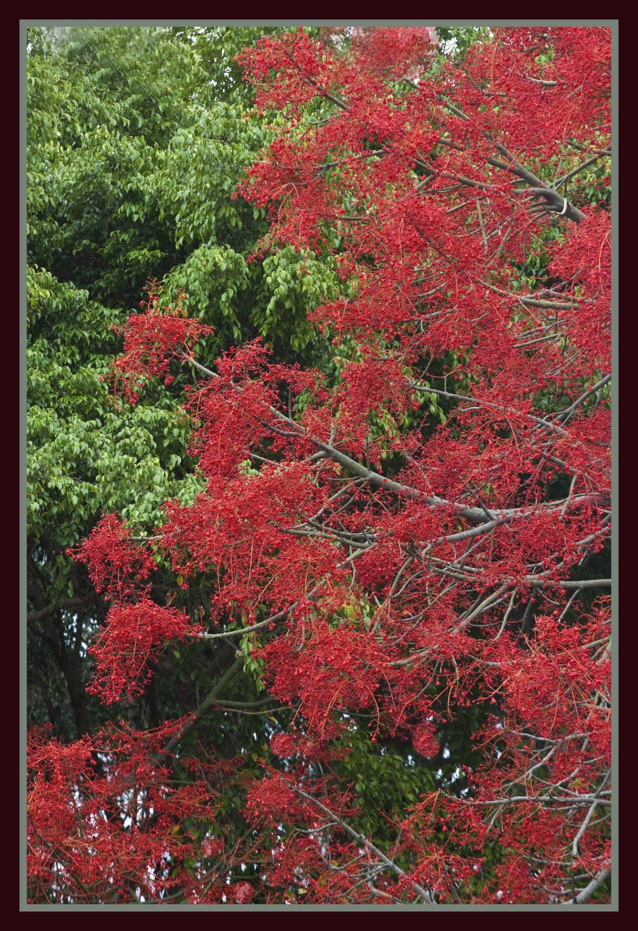 Lophostemon confertus Лофостемон