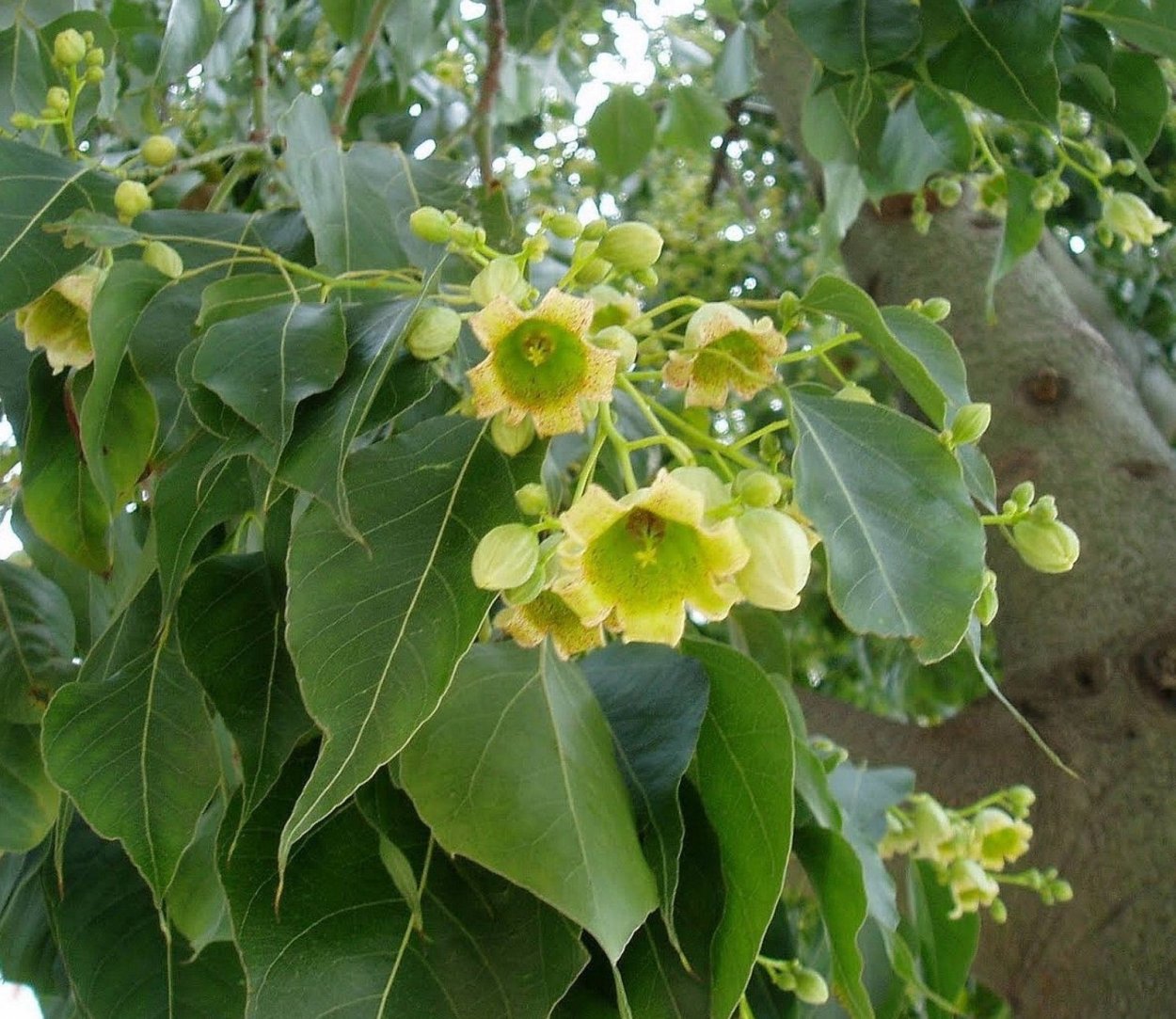 Брахихитон скальный