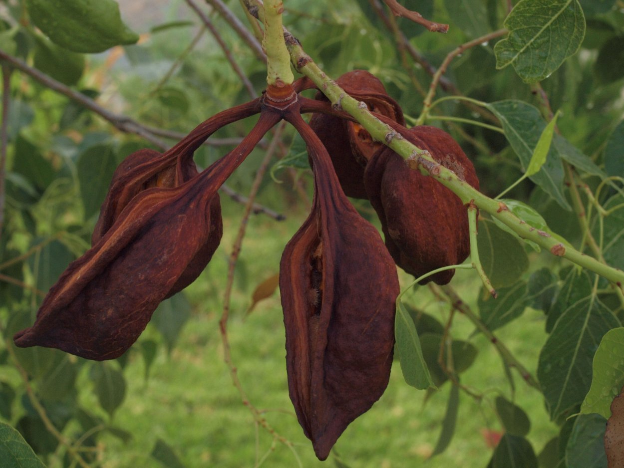 Adansonia digitata баобаб Адансония пальчатая