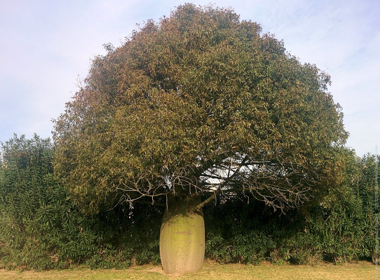 Мадагаскар аллея баобабы