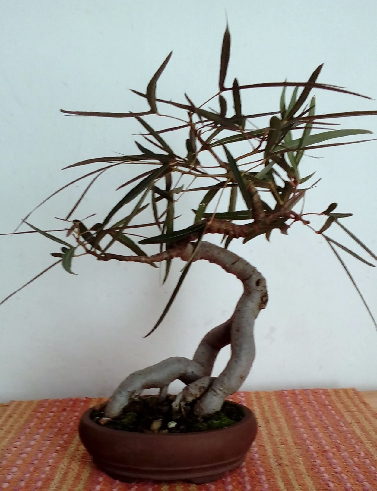 Брахихитон дерево