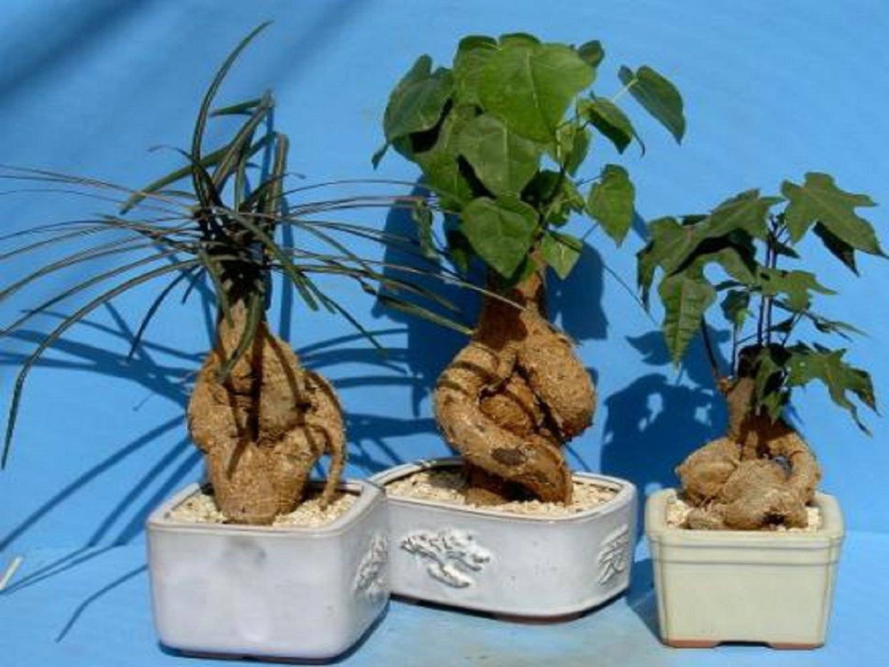 Brachychiton populneus - брахихитон разнолистный