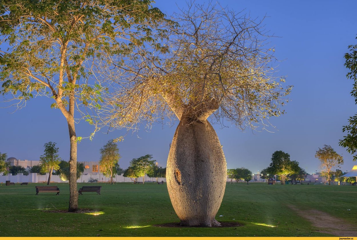 Дерево Ceiba speciosa