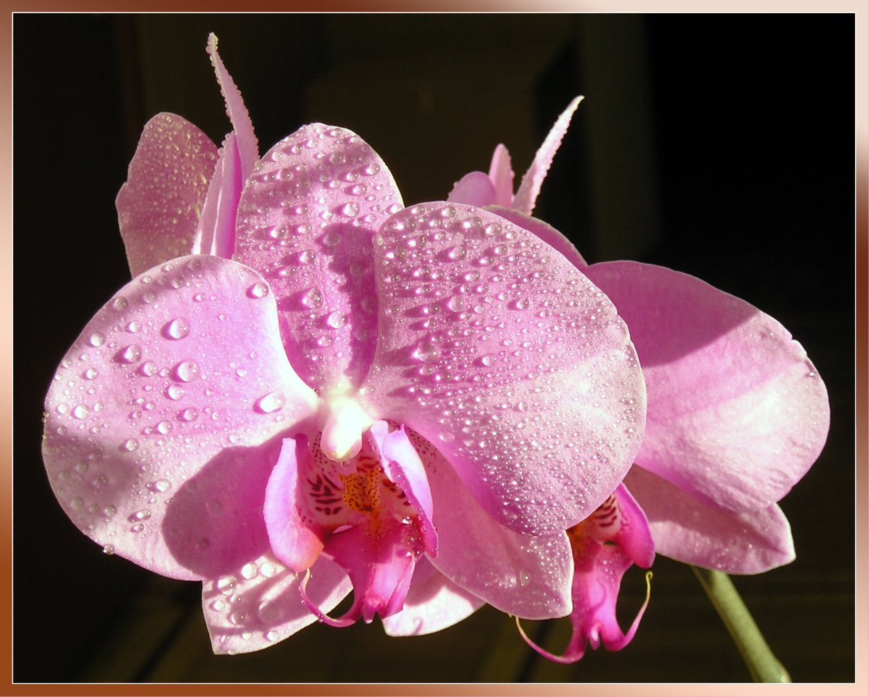 Орхидея мединилла