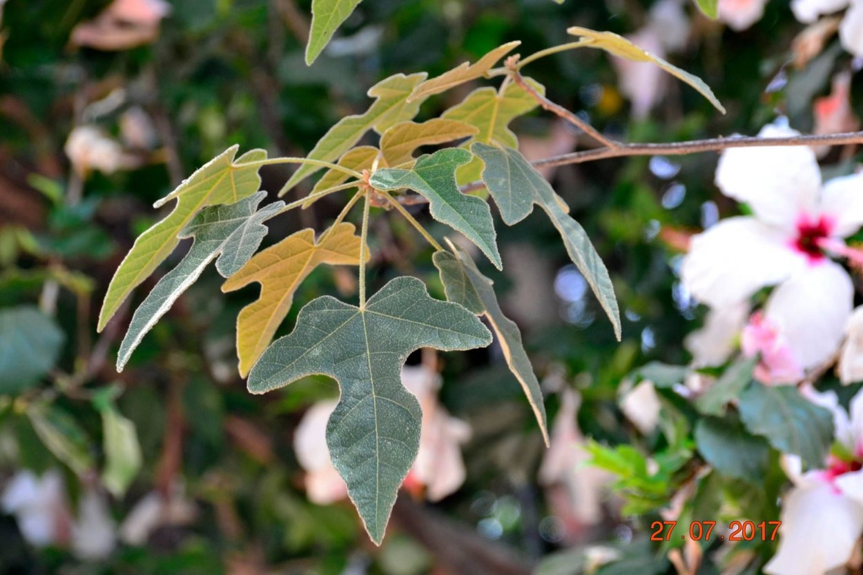 Brachychiton bidwillii