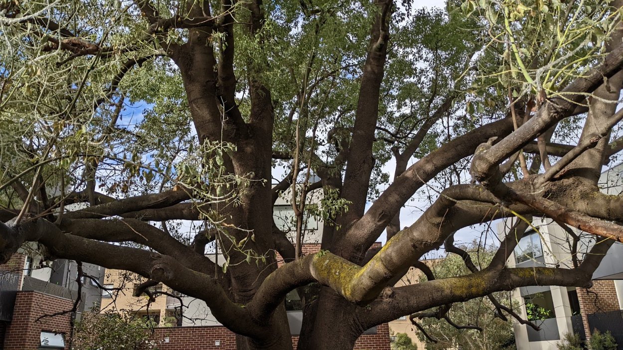 Сenangium populneum