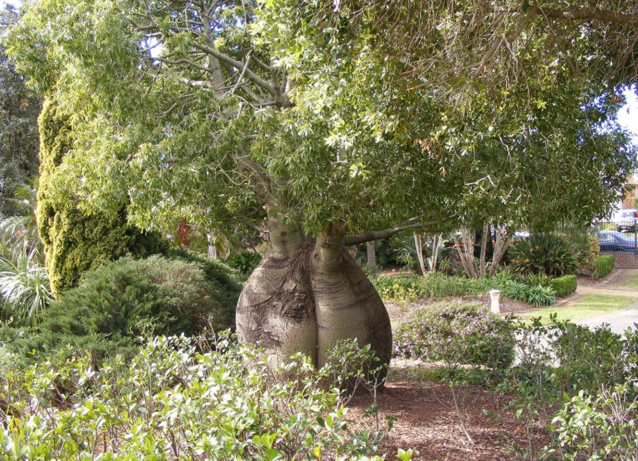 Брахихитон ТОПОЛЕВИДНЫЙ