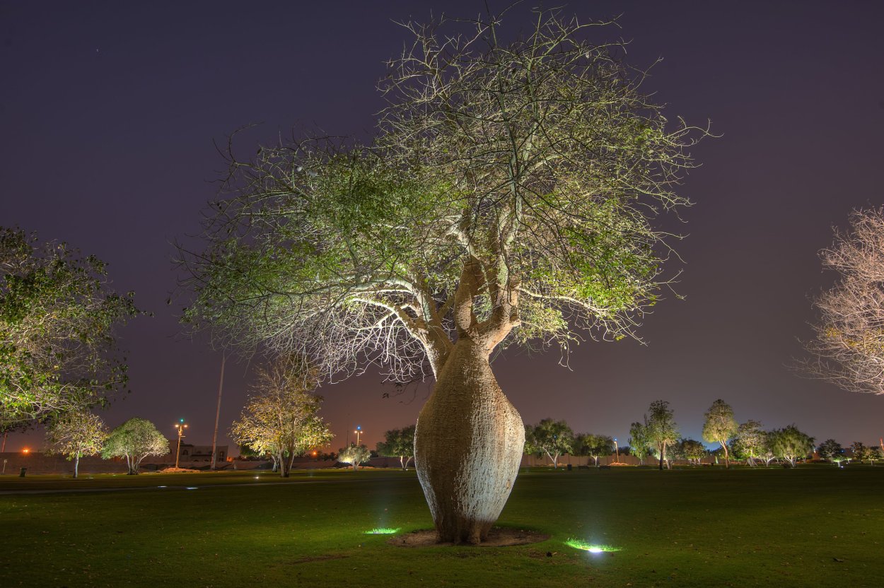Брахихитон бутылочное дерево