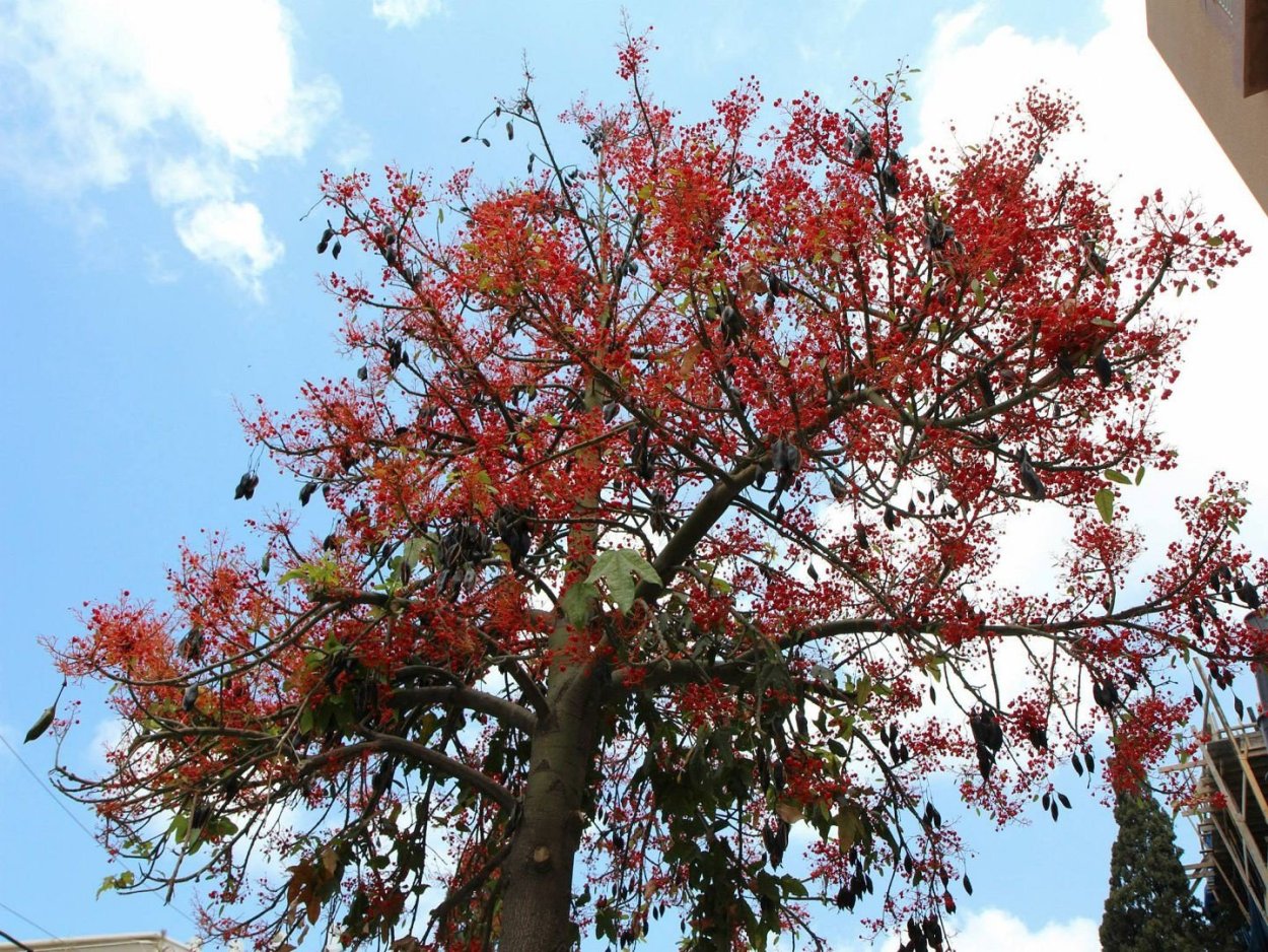 Brachychiton populneus - брахихитон разнолистный