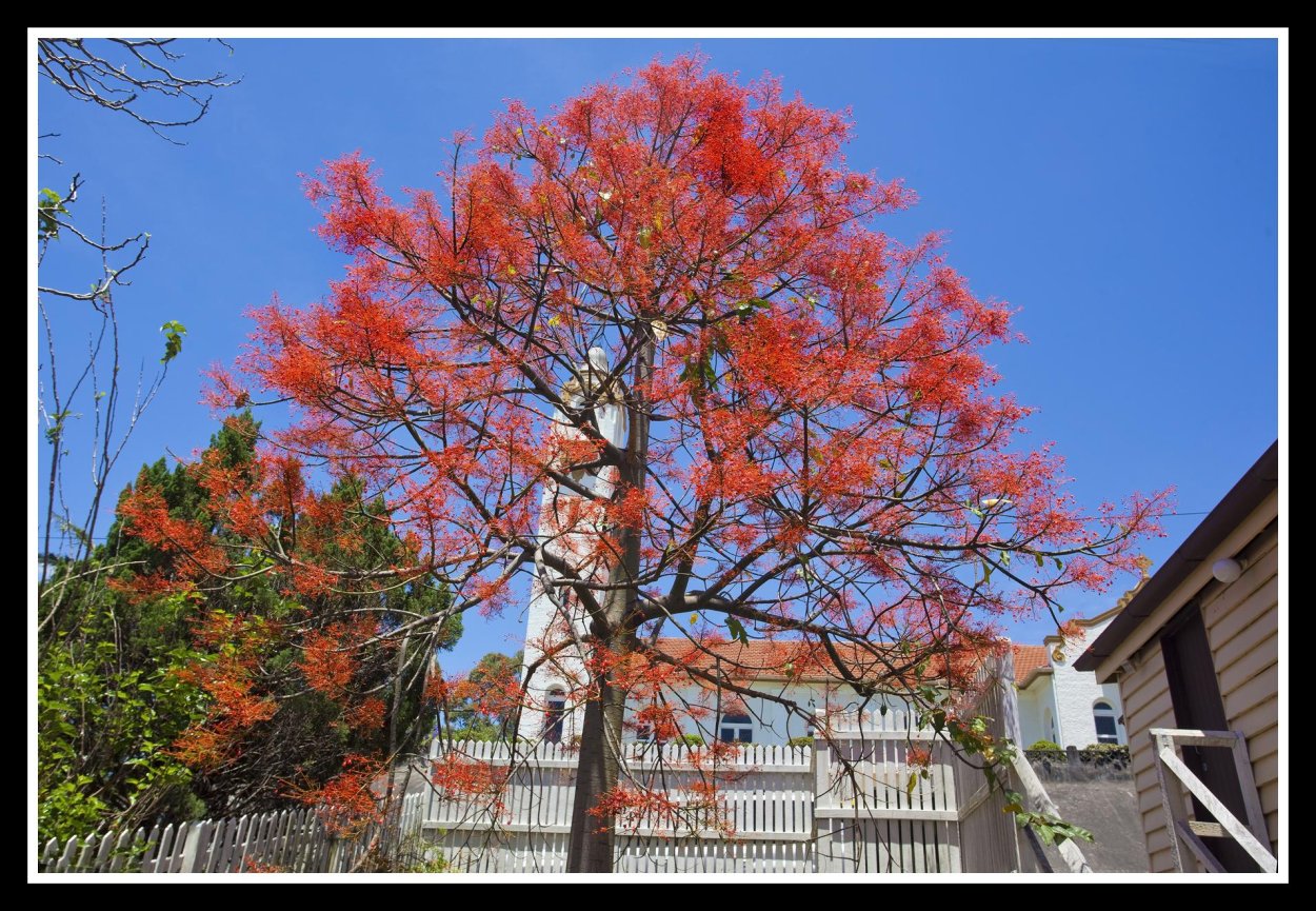 Австралийский баобаб бутылочное дерево