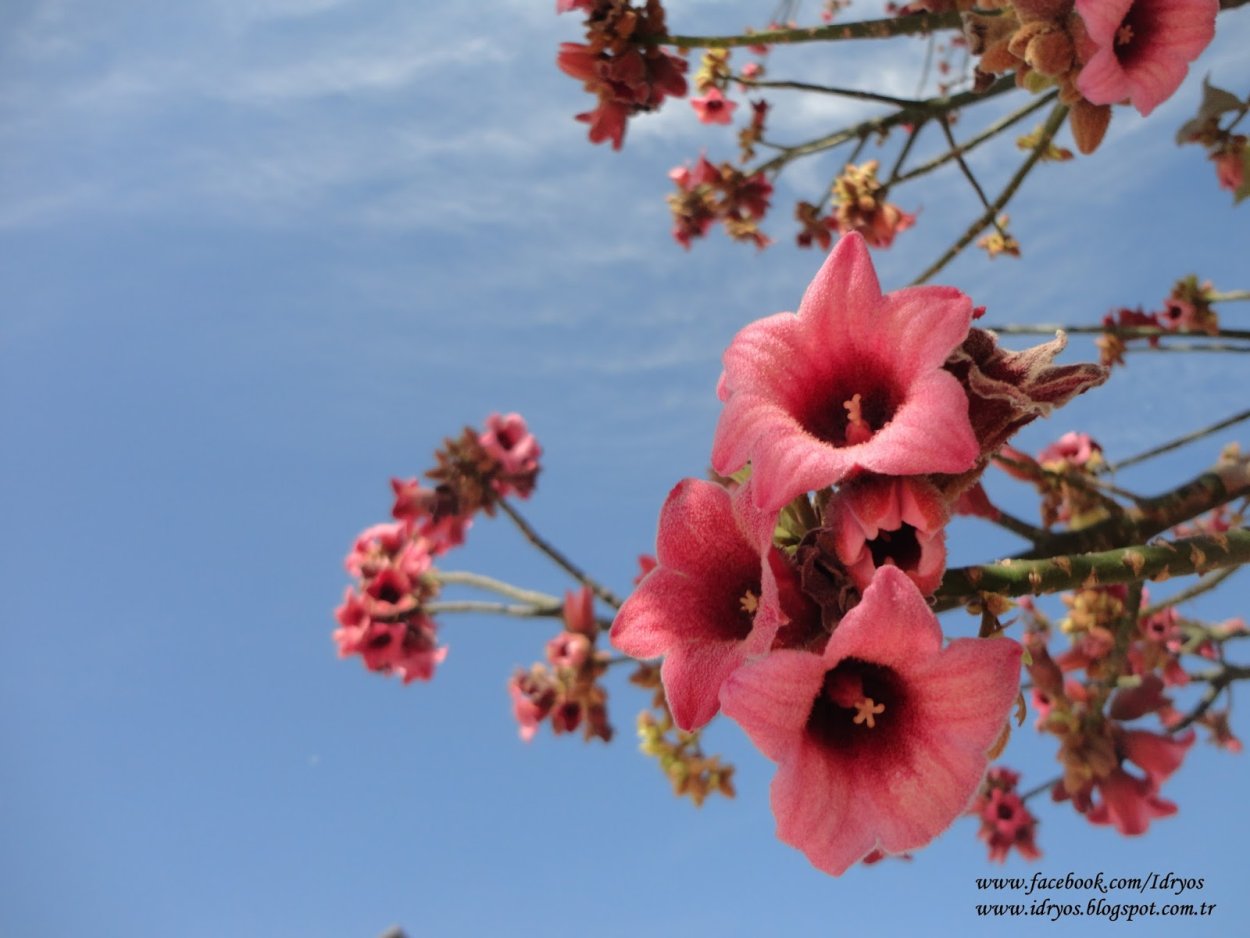 Сокотра (Socotra Island), Йемен