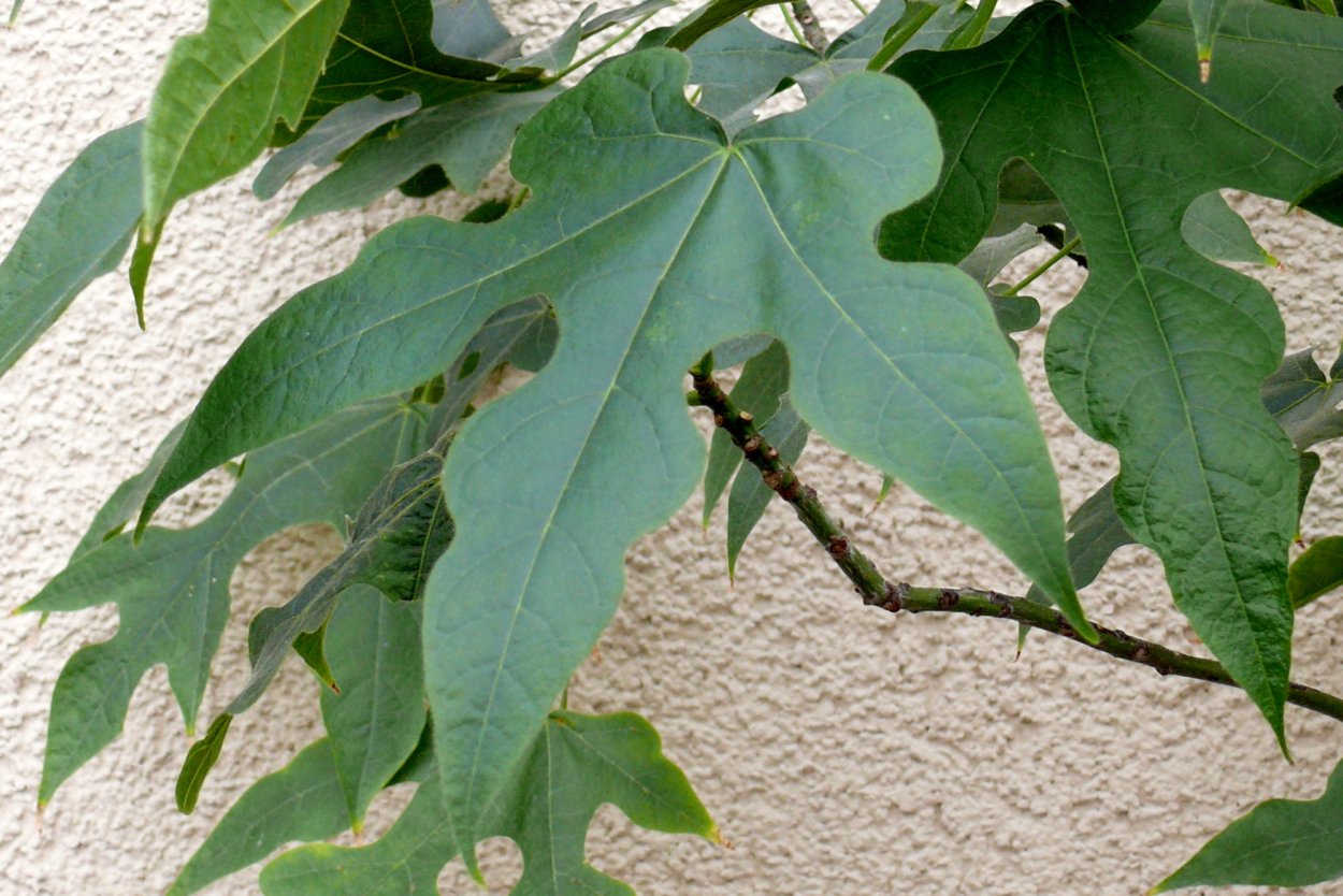 Пустыня и плодовое дерево