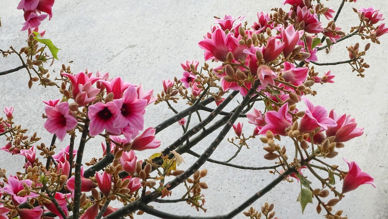 Брахихитон discolor