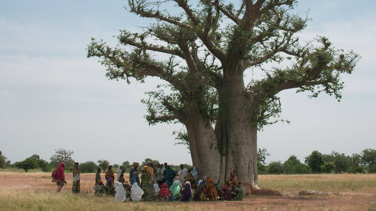 Брахихитон кленолистный