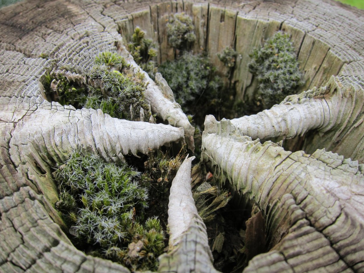 Пни Кремниевой эры