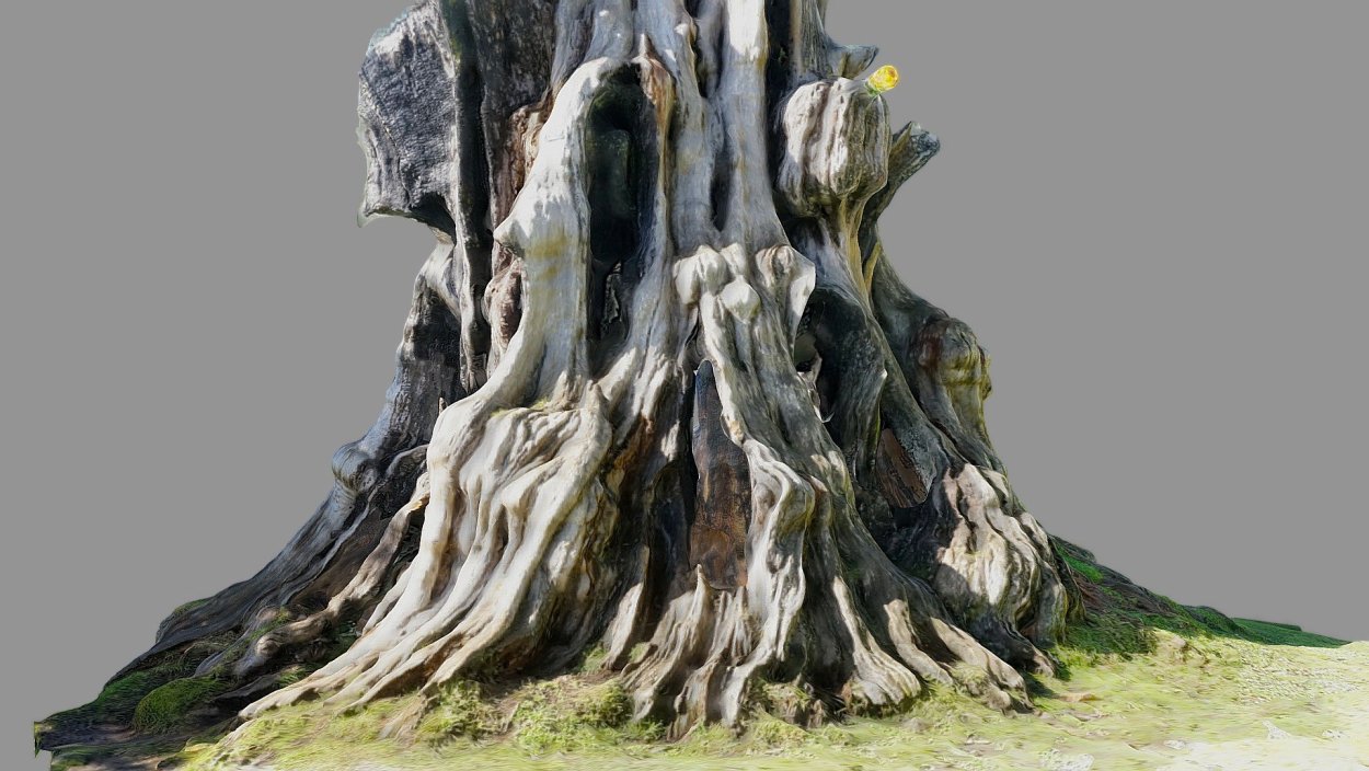 Огромный пень в лесу