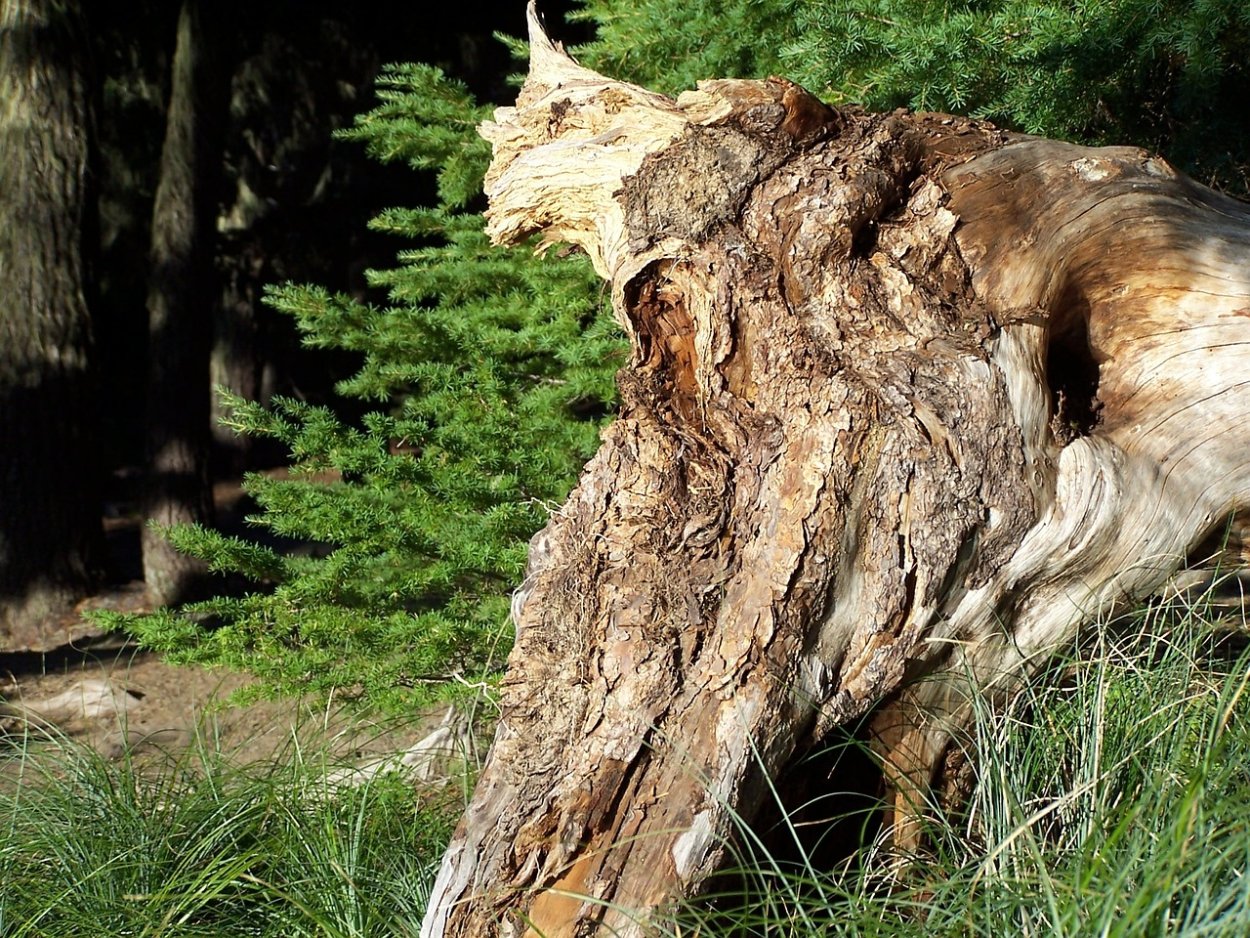 Корни дерева