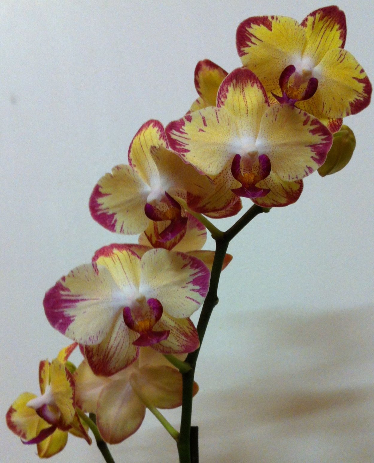 Вайлстекеара орхидея
