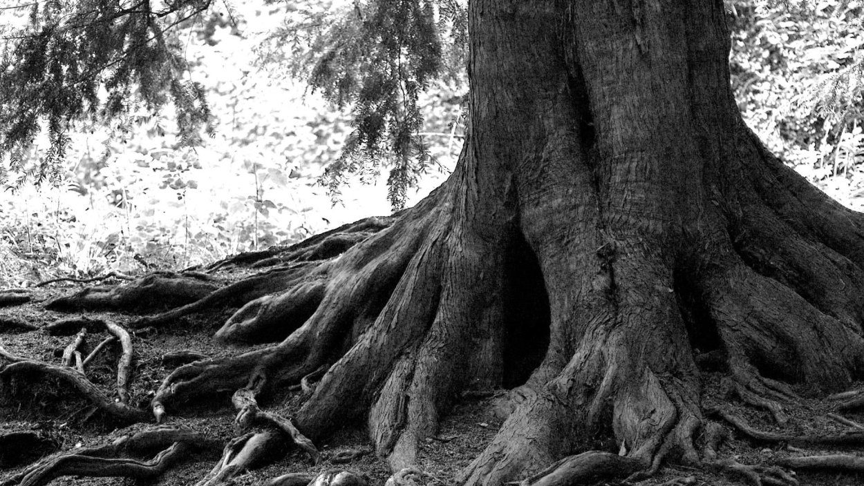 Страшный заколдованный лес