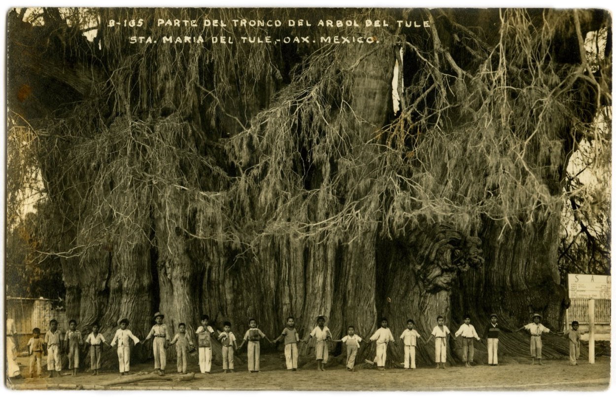 Трухлявый пень в лесу