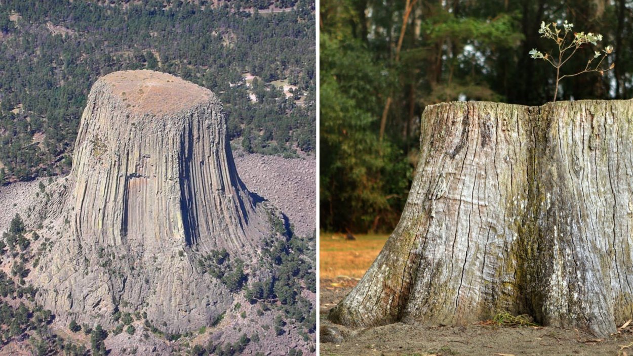 Гора дьявола кремневое дерево