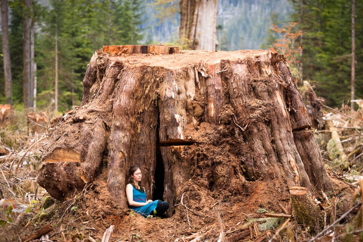 Секвойя парк окаменевшие деревья