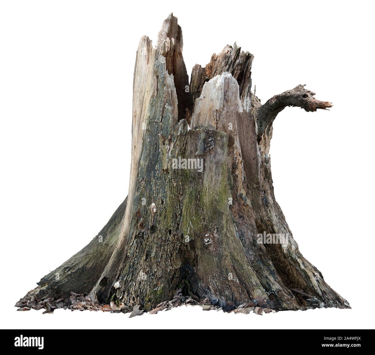 Обитатели старого пня