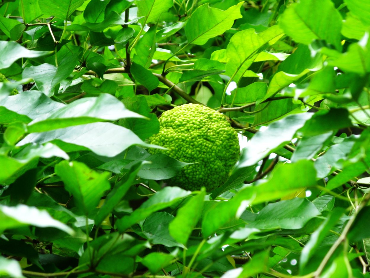 Райский плод маклюра