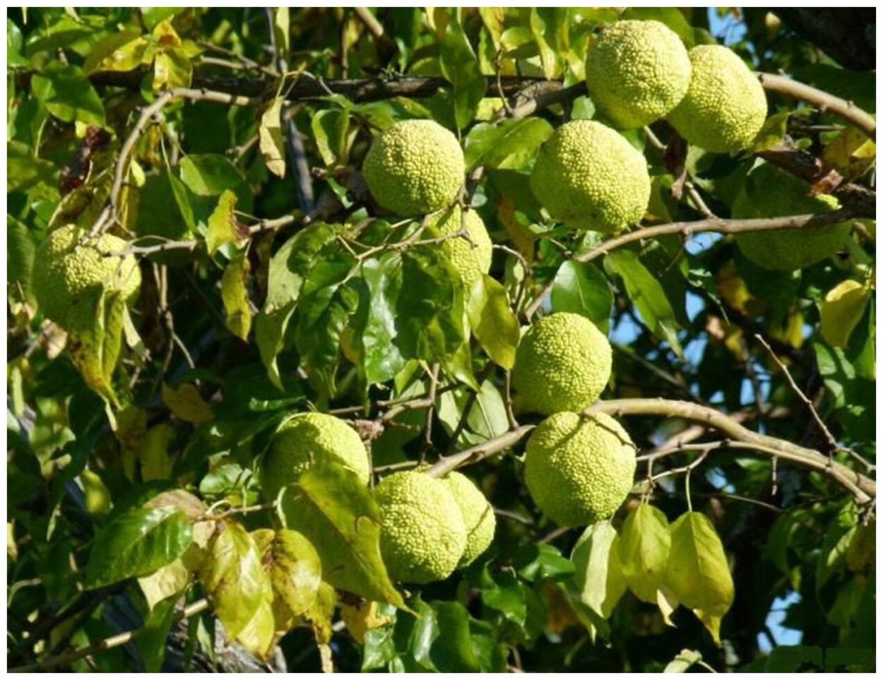 Маклюра адамово