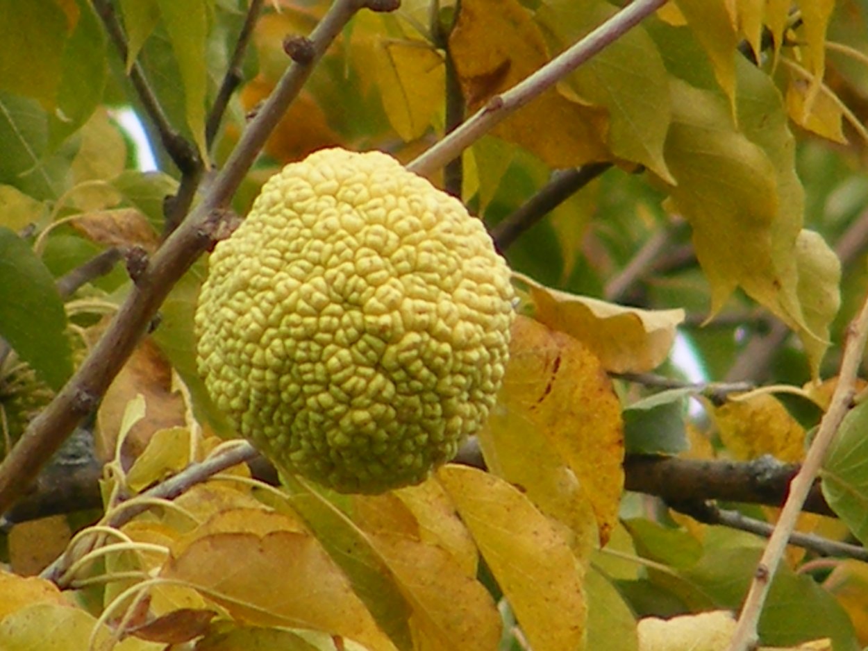 Маклюра яблоконосная