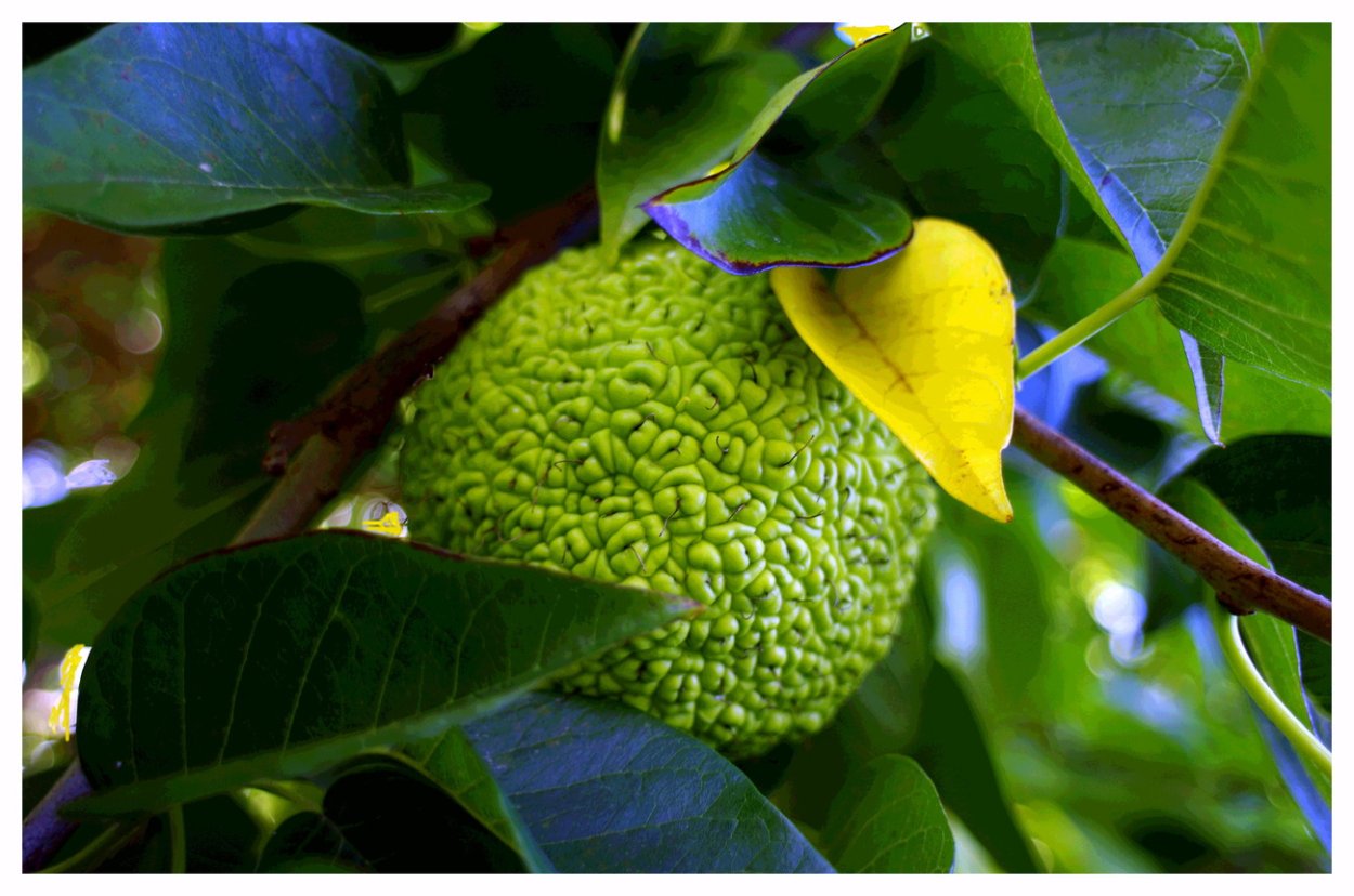 Маклюра яблоконосная