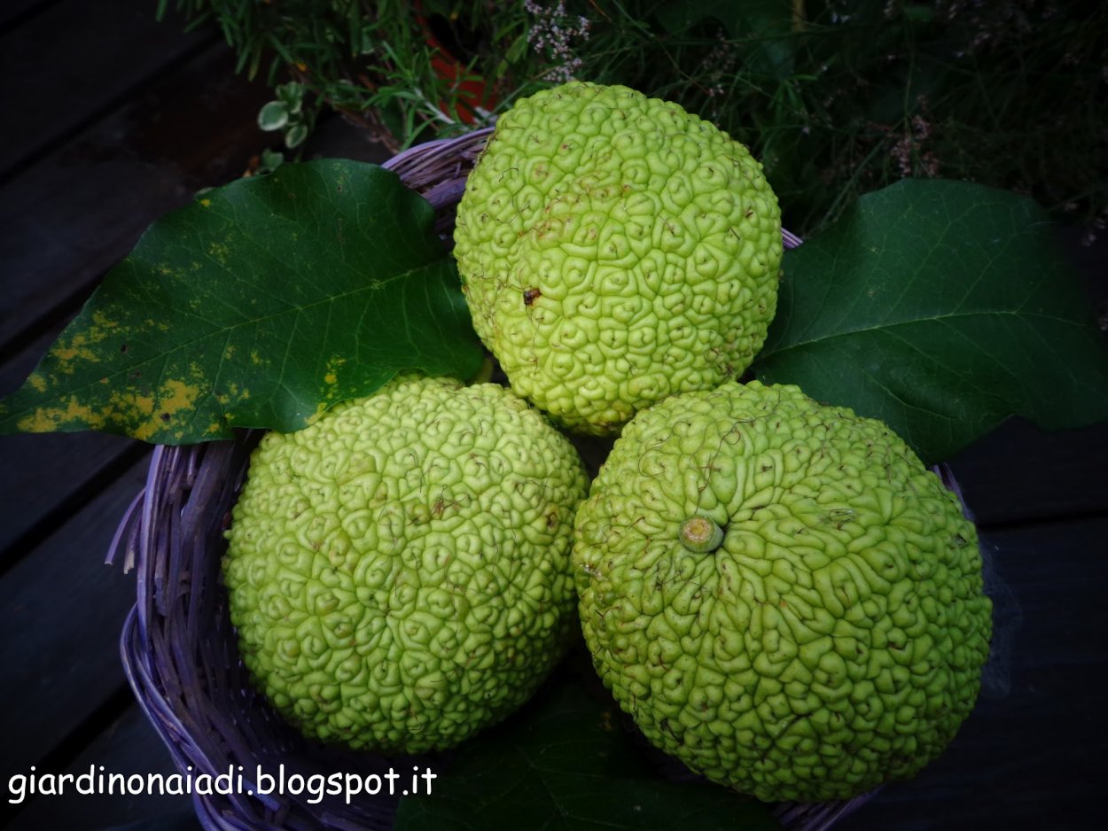 Райский плод маклюра