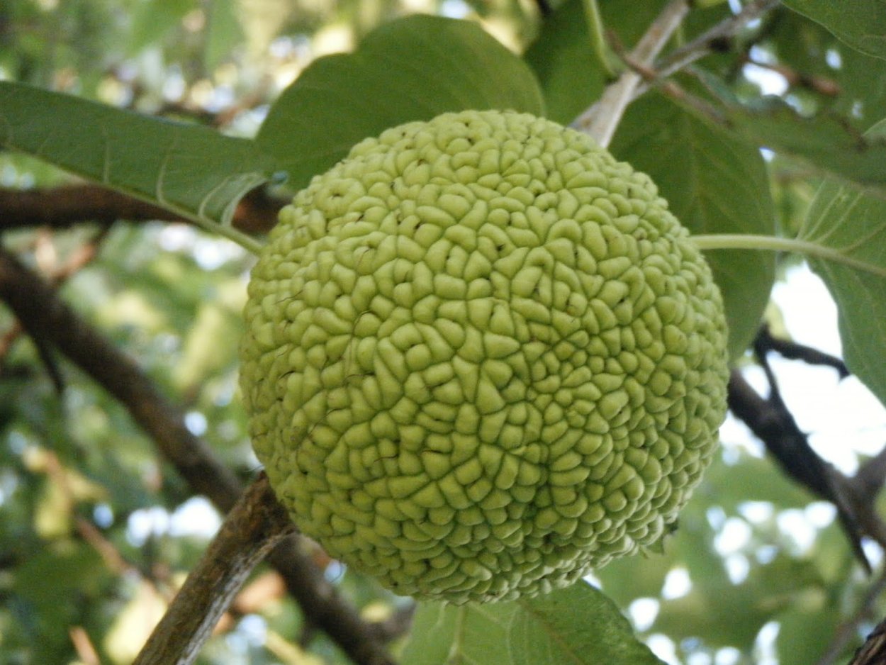 Лжеапельсин маклюра