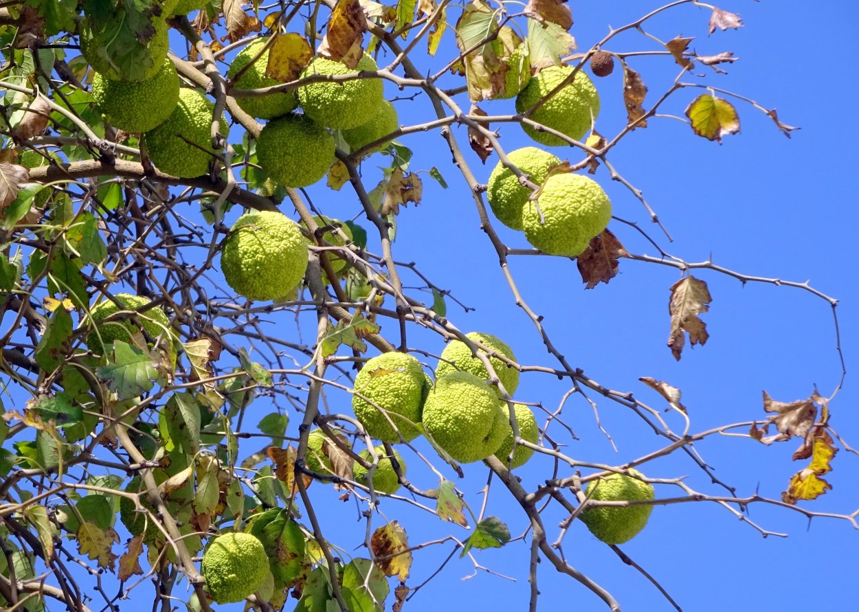 Дерево маклюра адамово яблоко