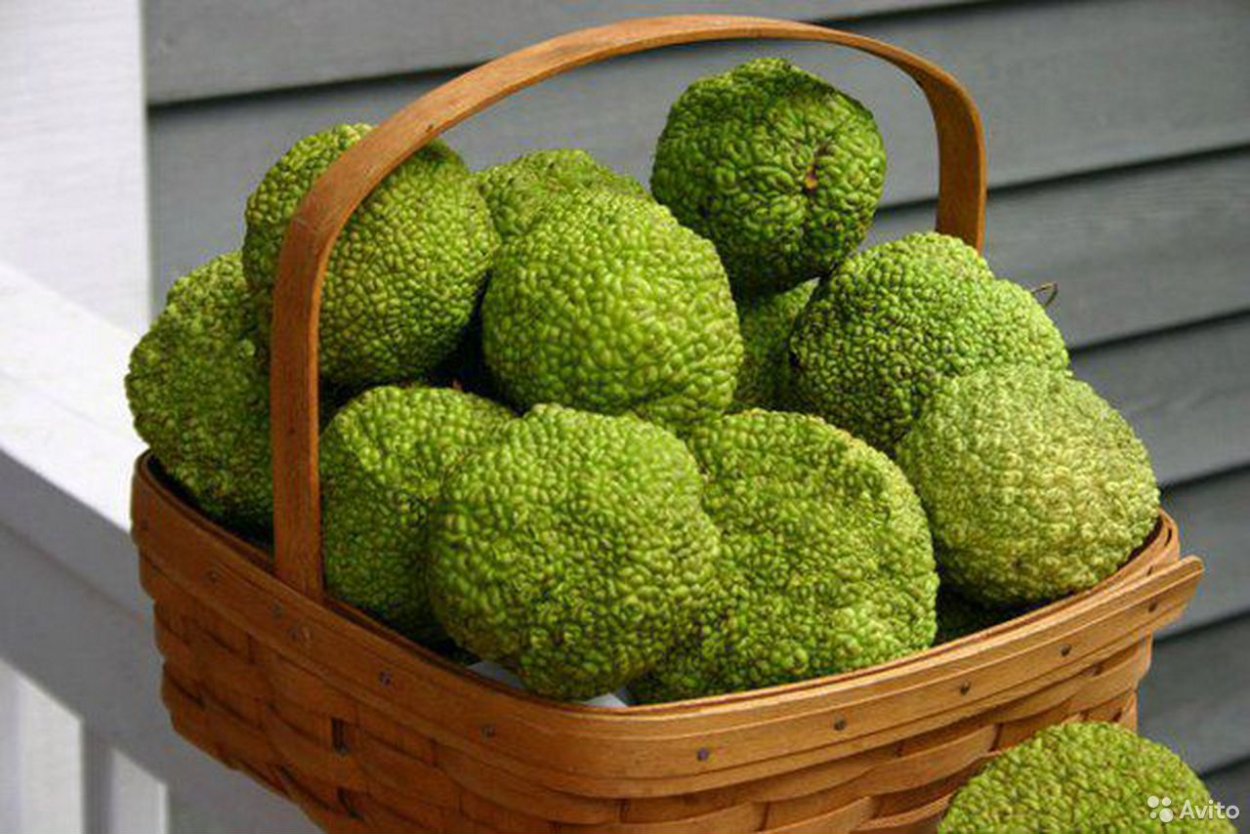 Обезьяний хлеб растение маклюра адамово яблоко