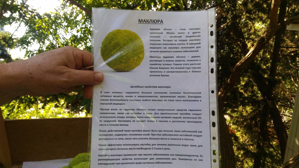 Маклюра адамово яблоко настойка