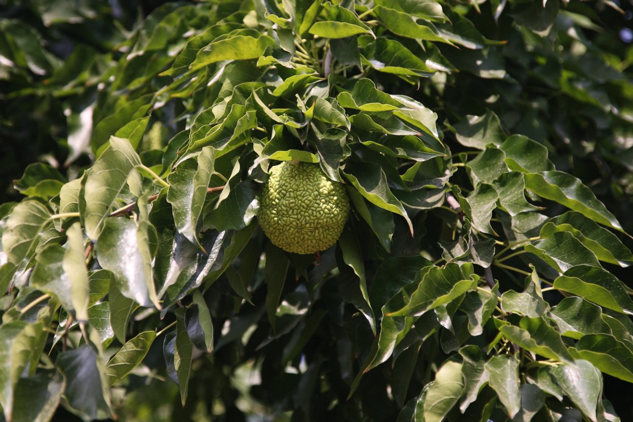 Маклюра триостренная