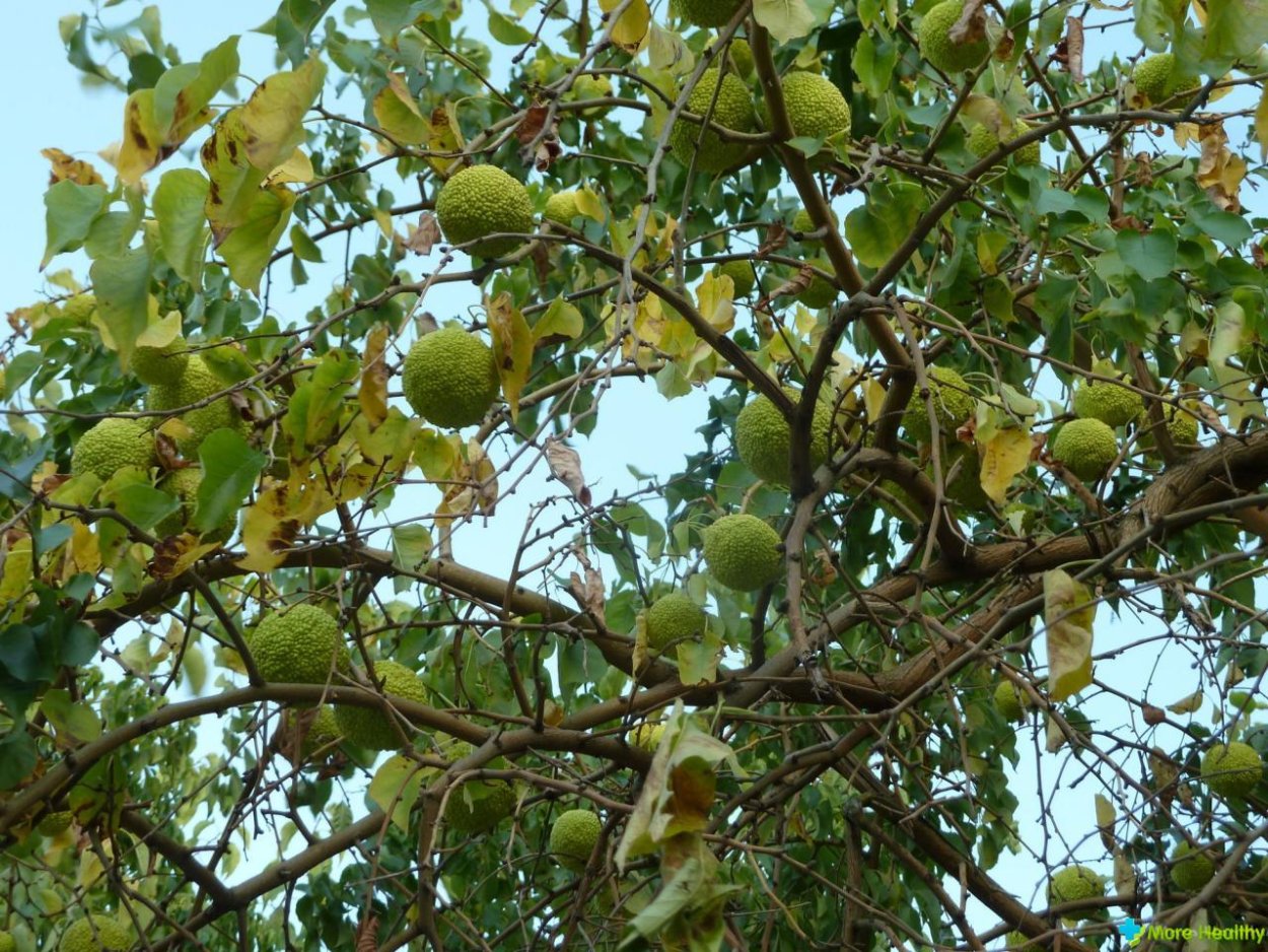 Маклюра Крымская