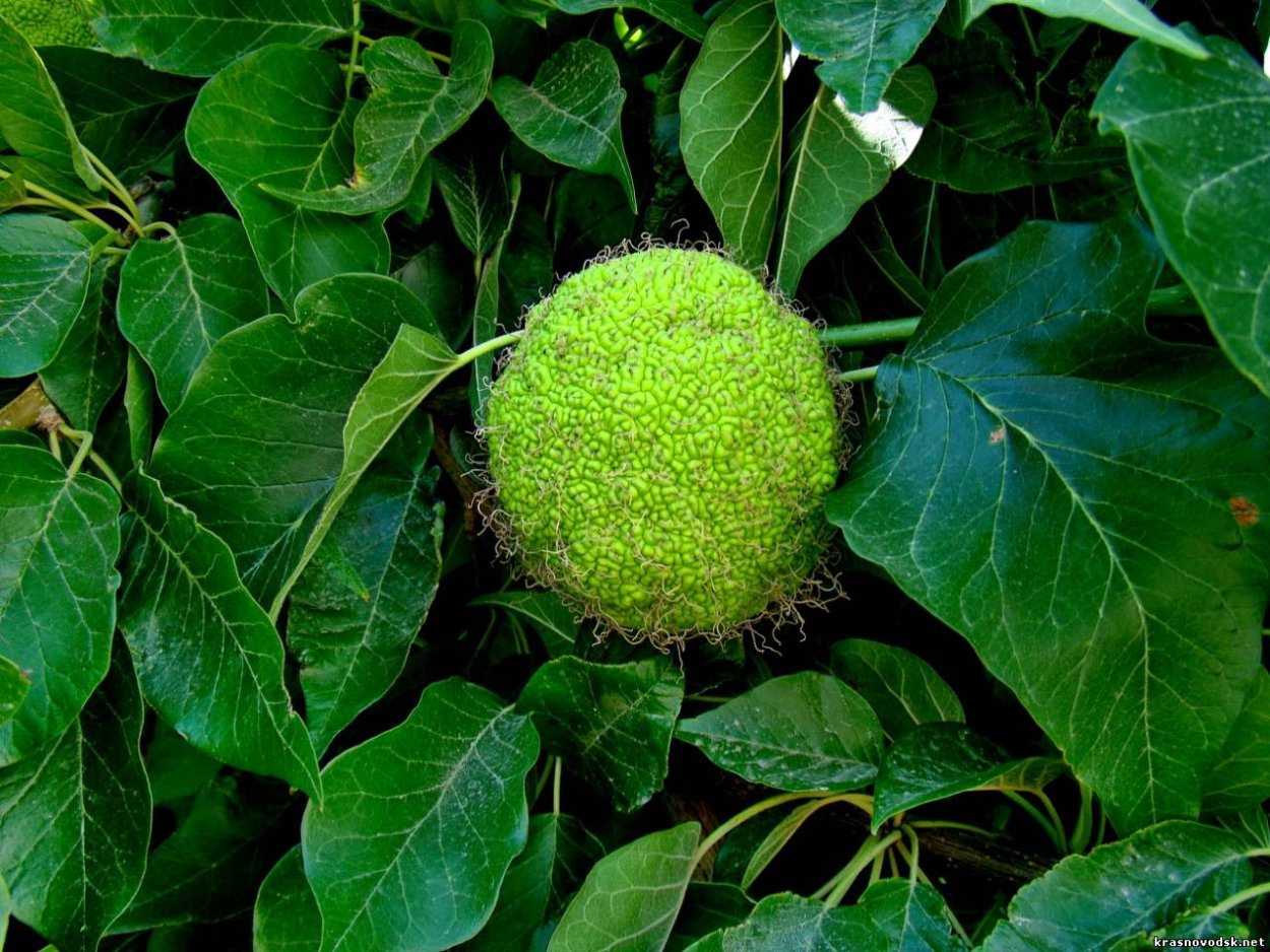 Маклюра адамово