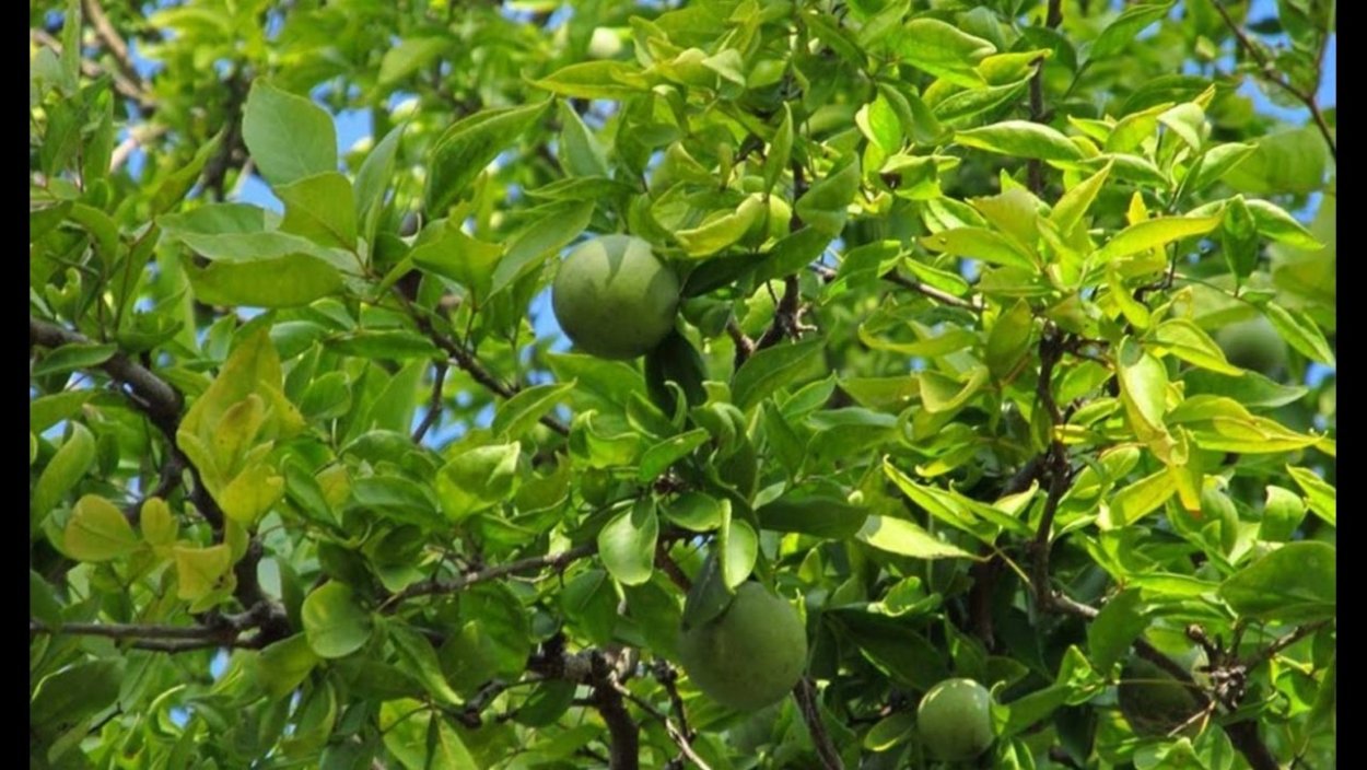 Баиль дерево