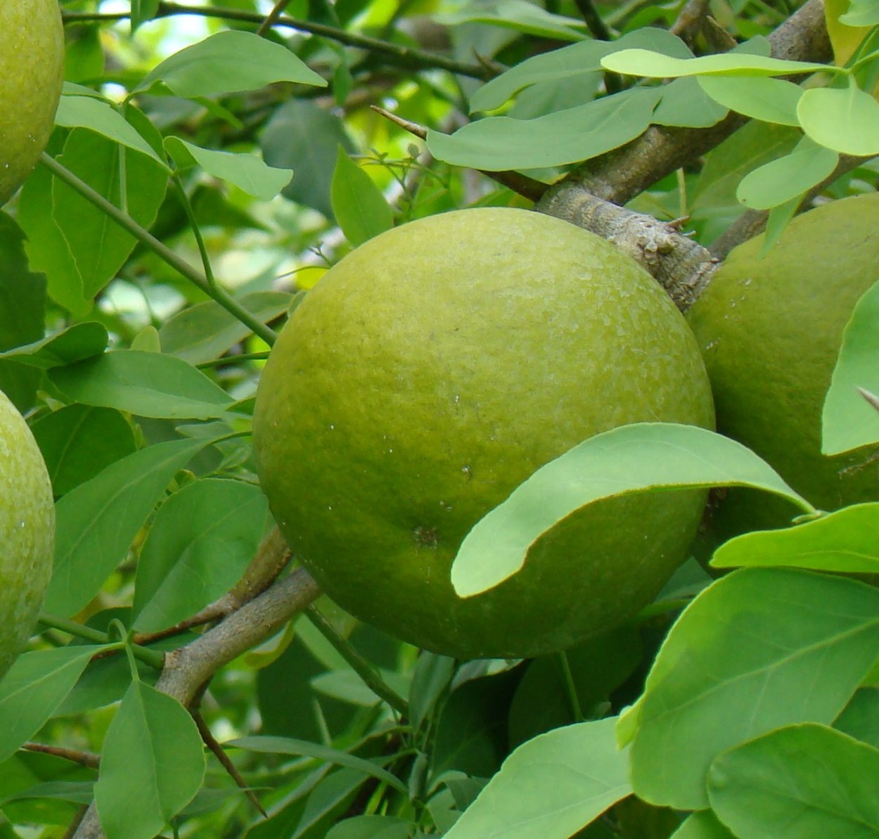 Баэль фрукт