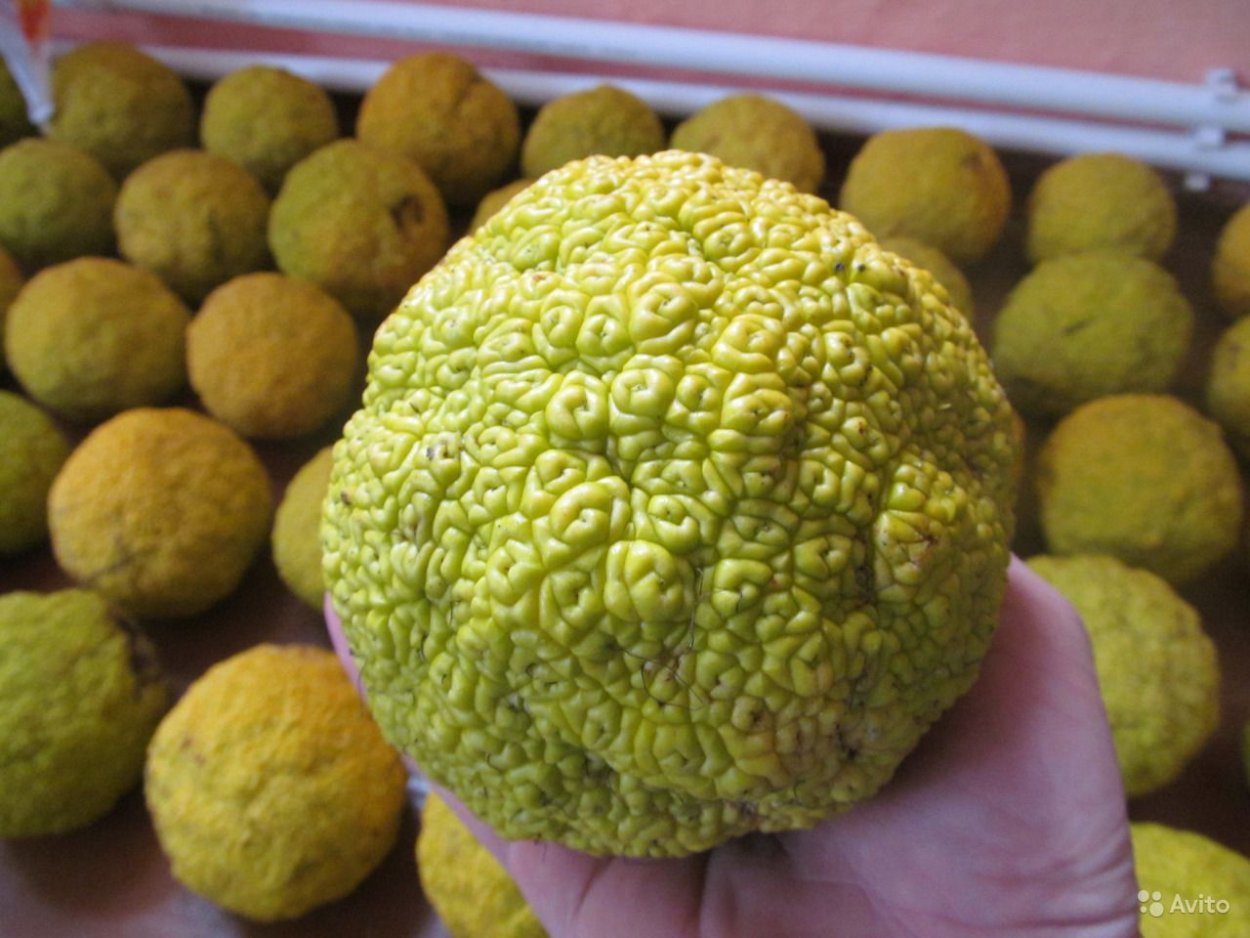 Райский плод маклюра