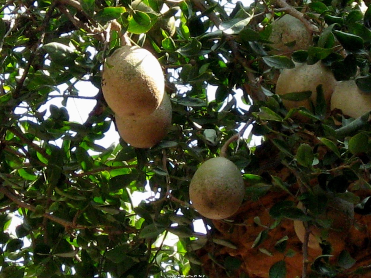 Aegle Marmelos дерево