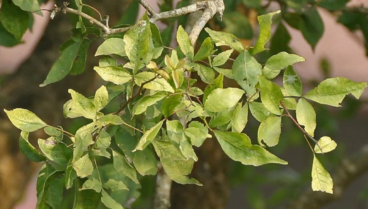 Дерево Бильва (Aegle Marmelos).