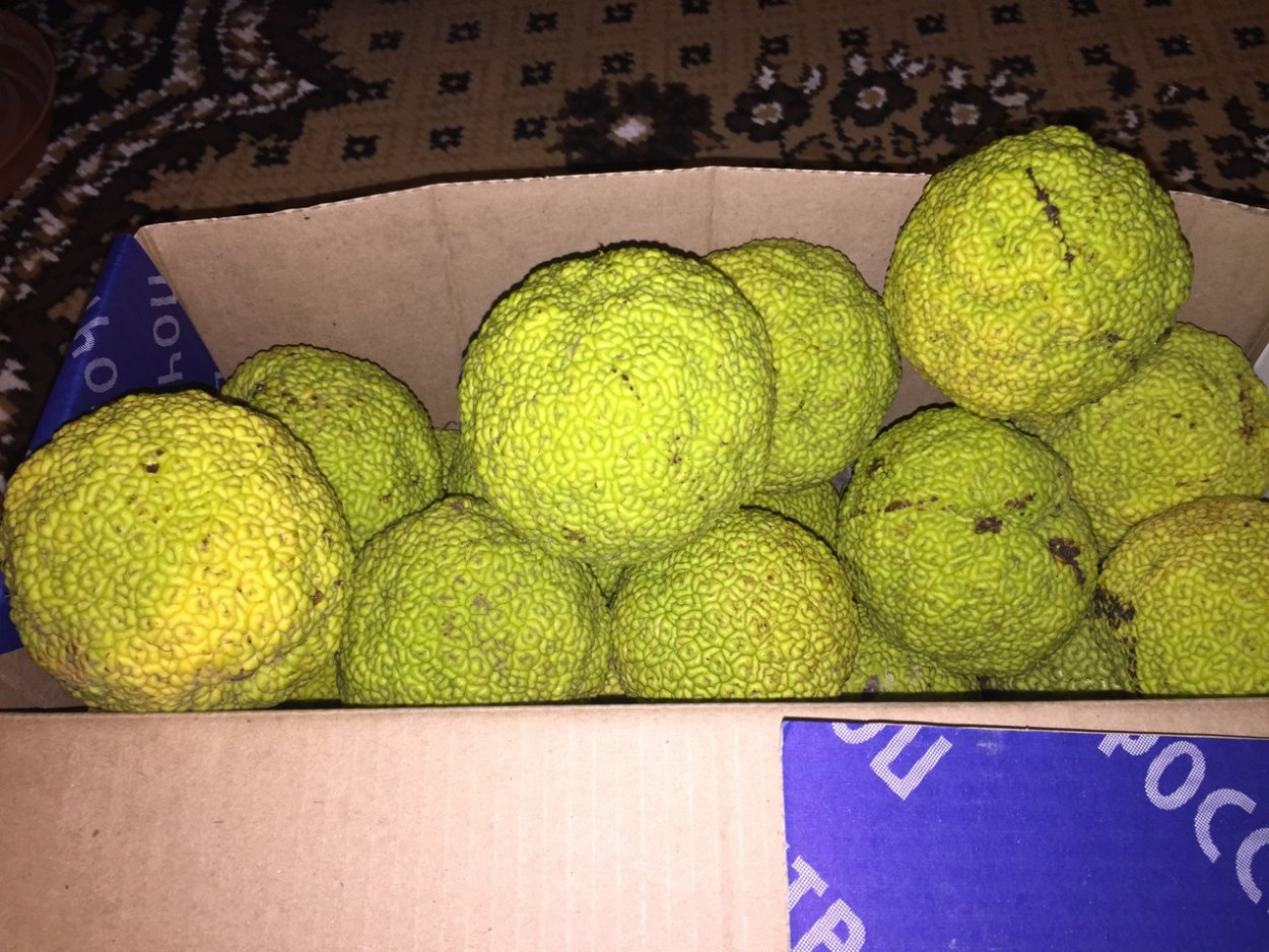 Маклюра Крымская Крымская