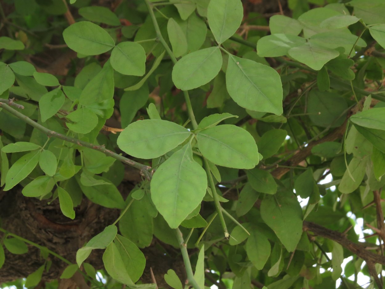 Дерево аюрведы